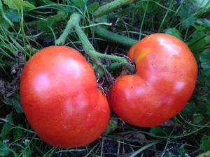 Tomatoes on the Vine